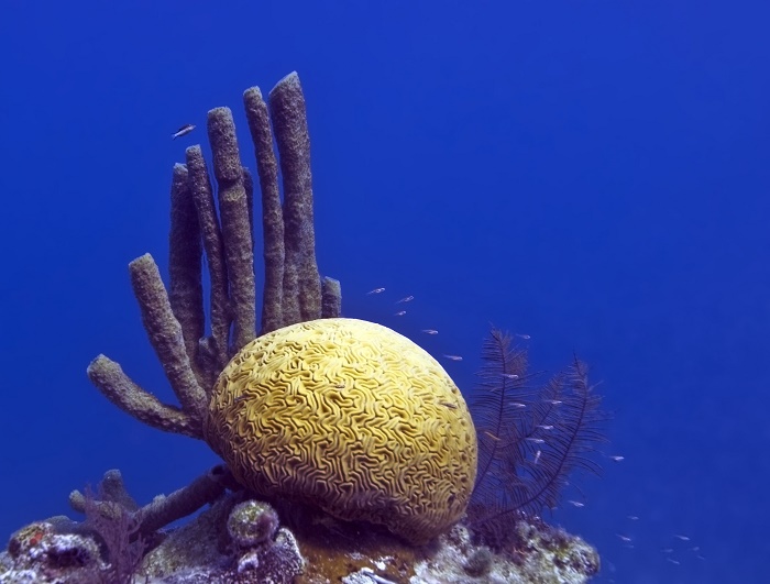 2 Belize Sinkhole