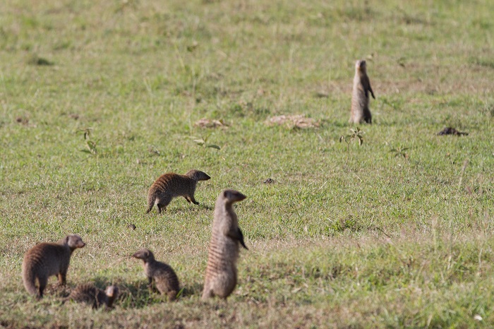 10 Maasai Mara