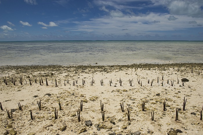 3 Tarawa