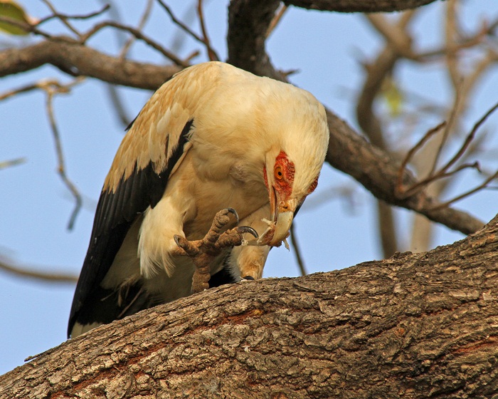 7 MacCarthy Gambia