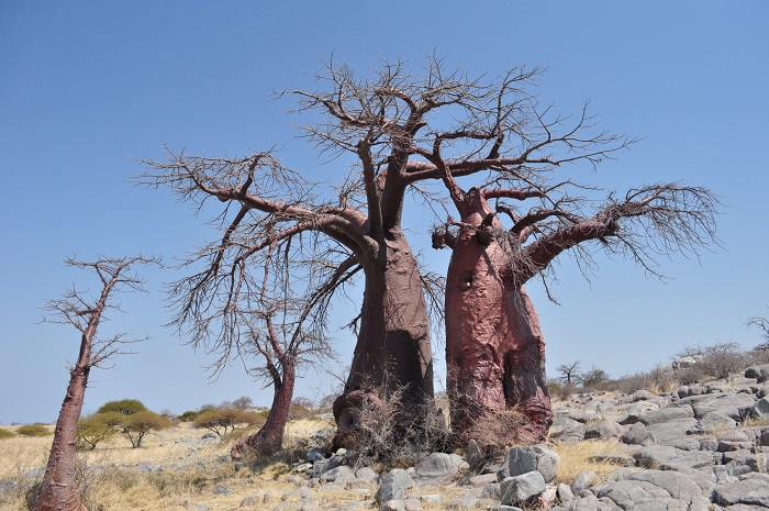 10 Makgadikgadi