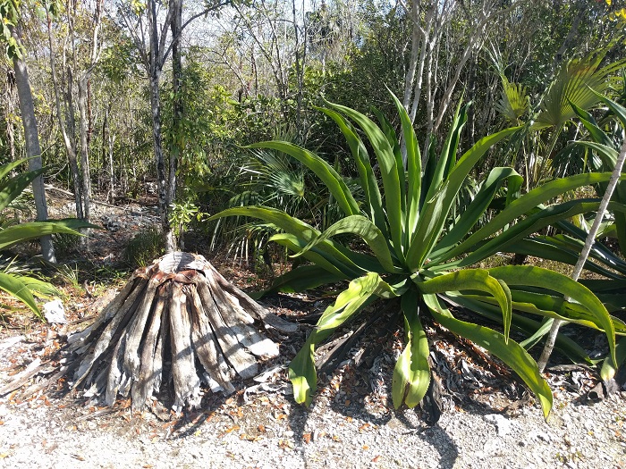 7 Cayman Botanic