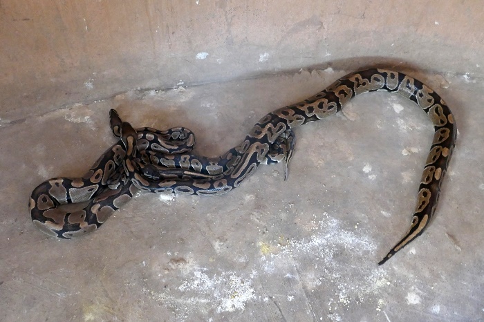 2 Pythons Benin