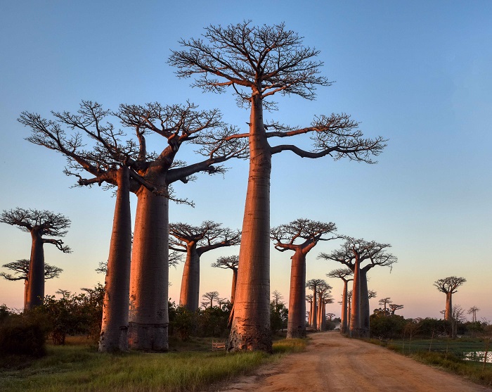 1 Baobabs
