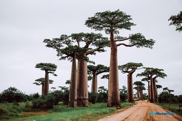10 Baobabs