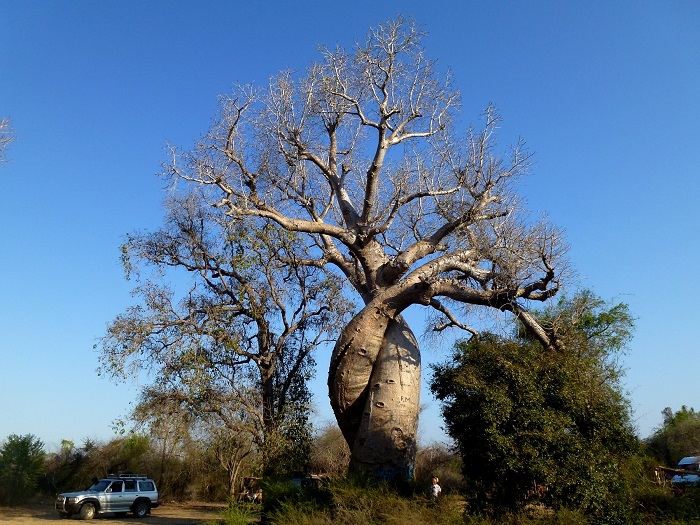 12 Baobabs