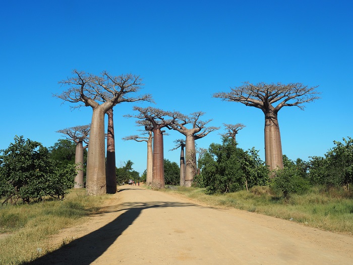 3 Baobabs