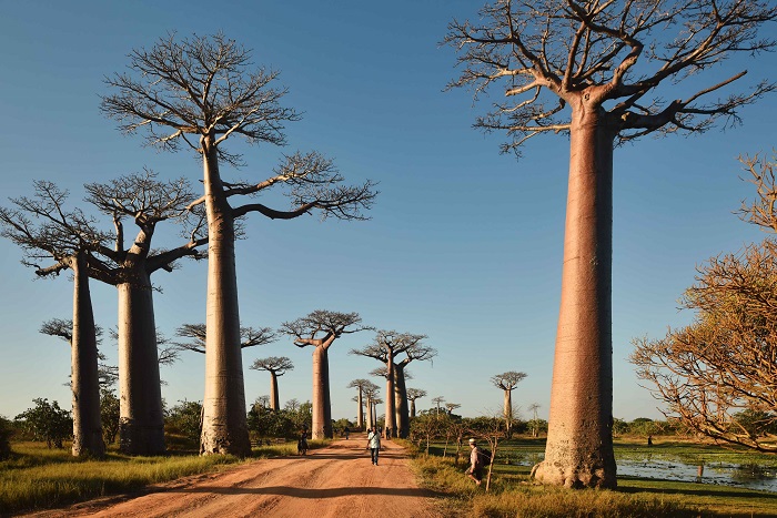 8 Baobabs