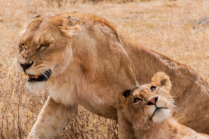 11 Ngorongoro