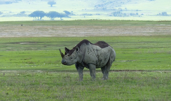 12 Ngorongoro