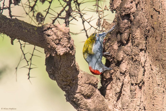 14 Ngorongoro