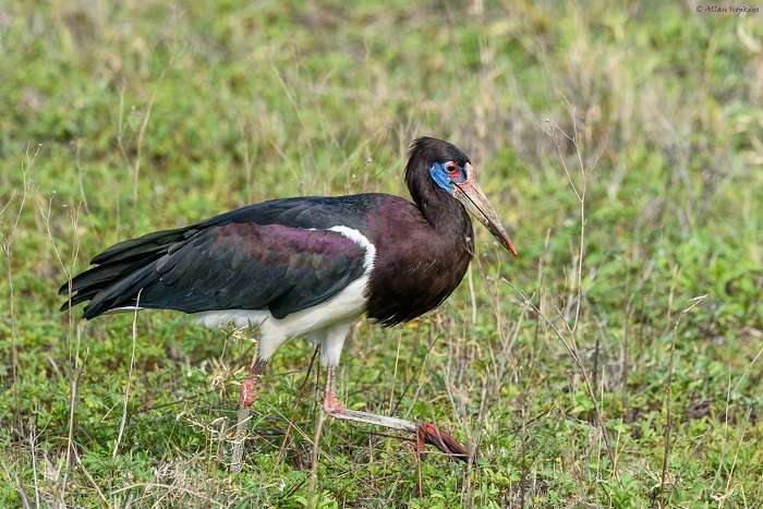 15 Ngorongoro