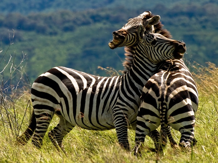16 Ngorongoro