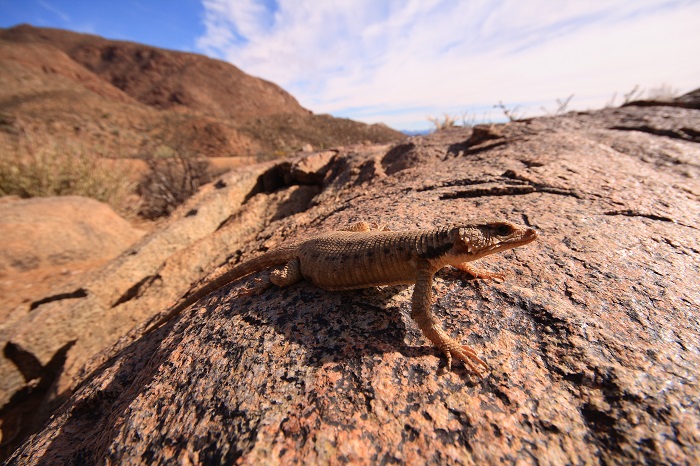 22 Namib Desert