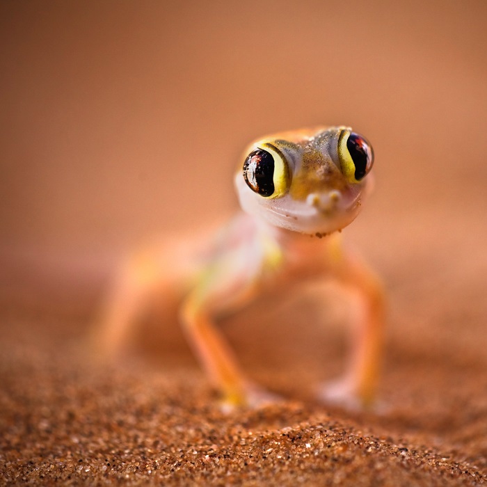 7 Namib Desert