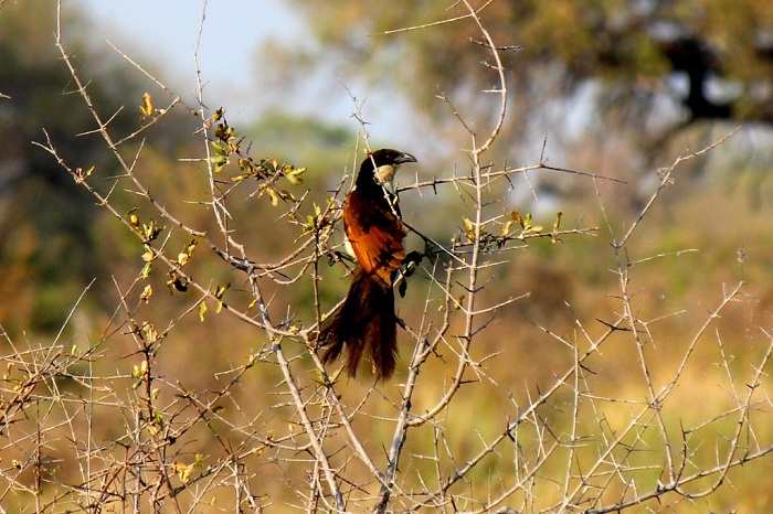 15 Okavango