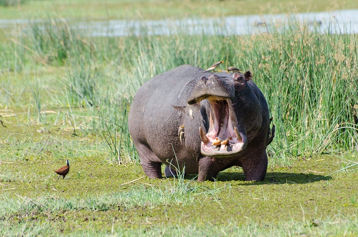 18 Okavango