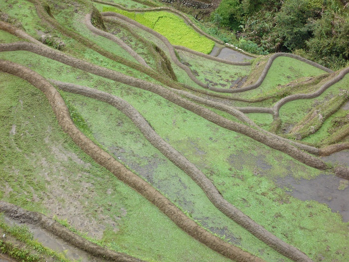 7 Banaue