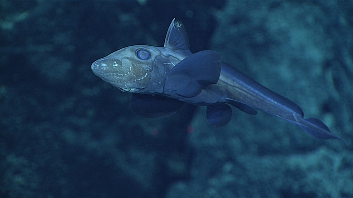 9 Phoneix Kiribati