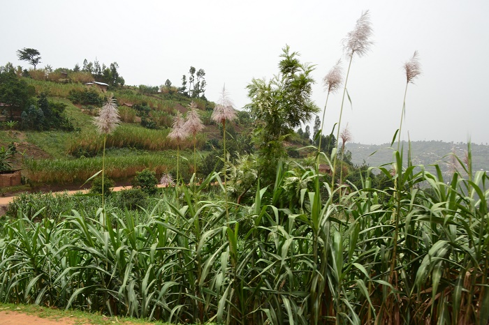 9 Kibira