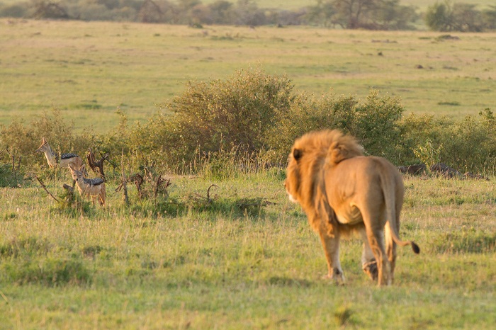 11 Maasai Mara