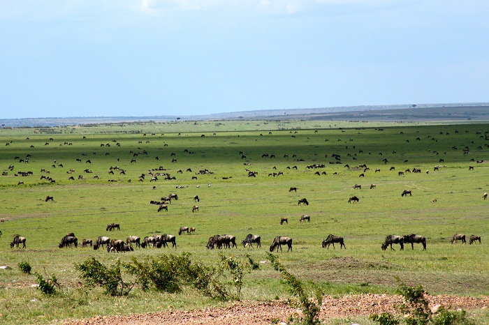 13 Maasai Mara