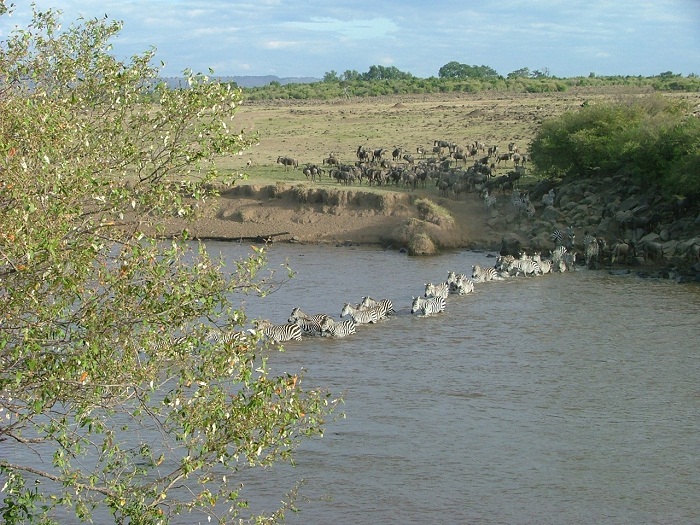 14 Maasai Mara