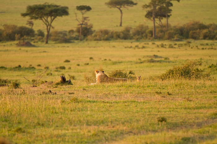 16 Maasai Mara