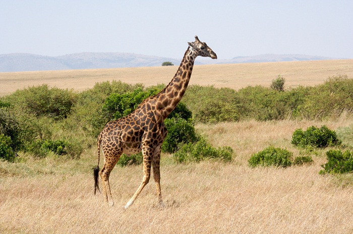 17 Maasai Mara