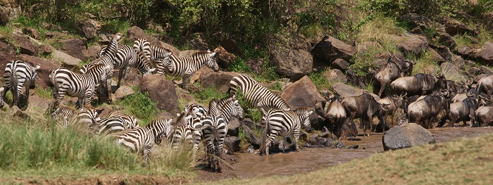 5 Maasai Mara