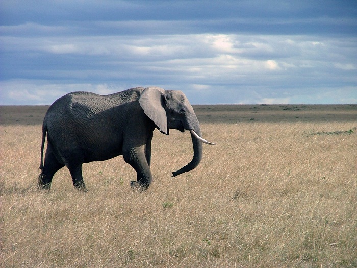 8 Maasai Mara