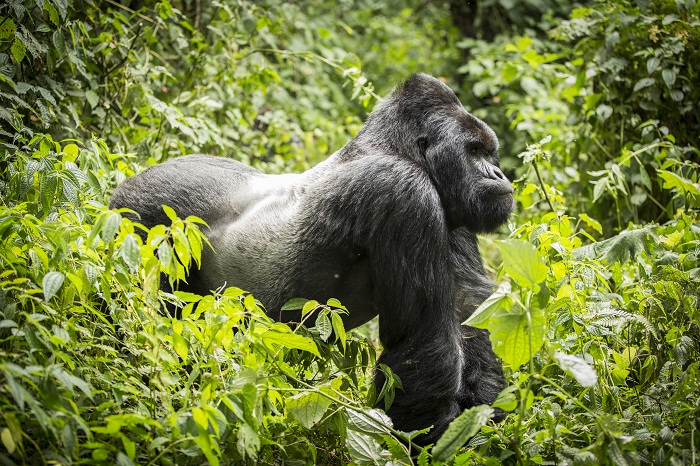 11 Virunga