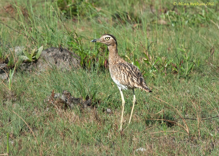 5 Rupununi