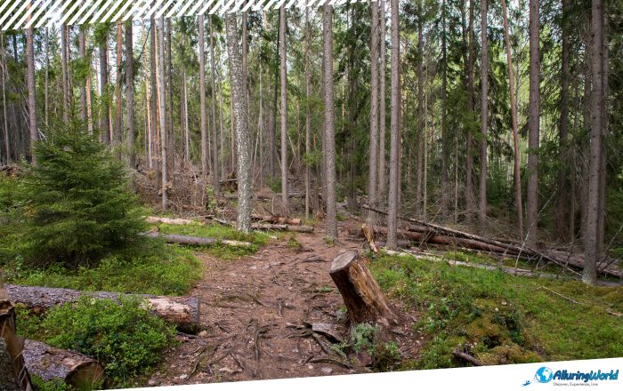 4 Repovesi National Park