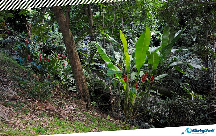 5 Grand Étang National Park in Grenada