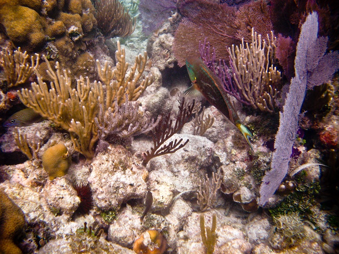 11 Dry Tortugas