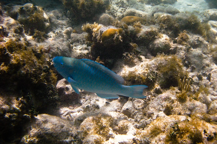 12 Dry Tortugas