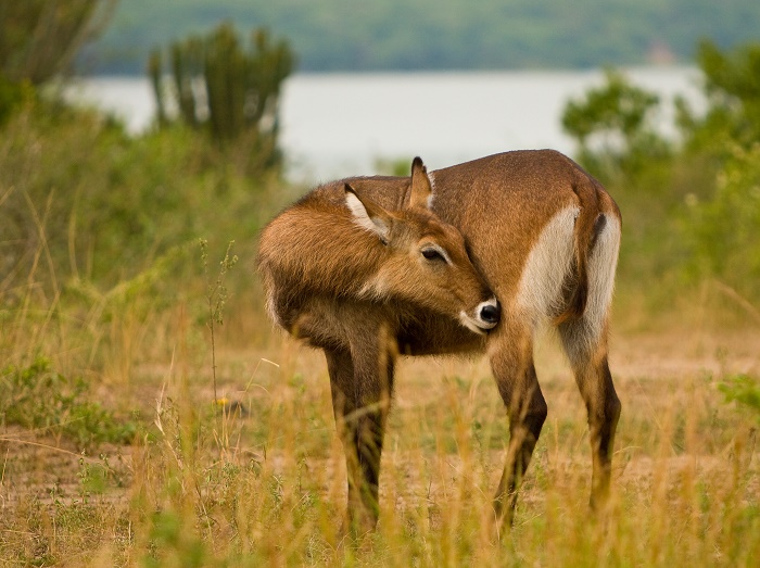 12 Queen Elizabeth NP