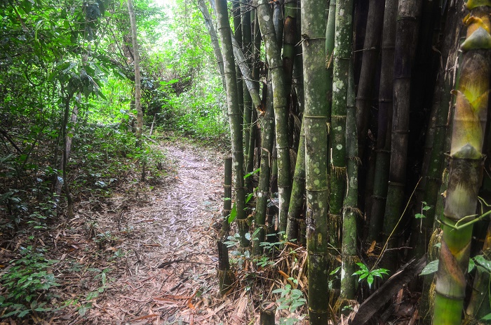 4 Tiwai Island
