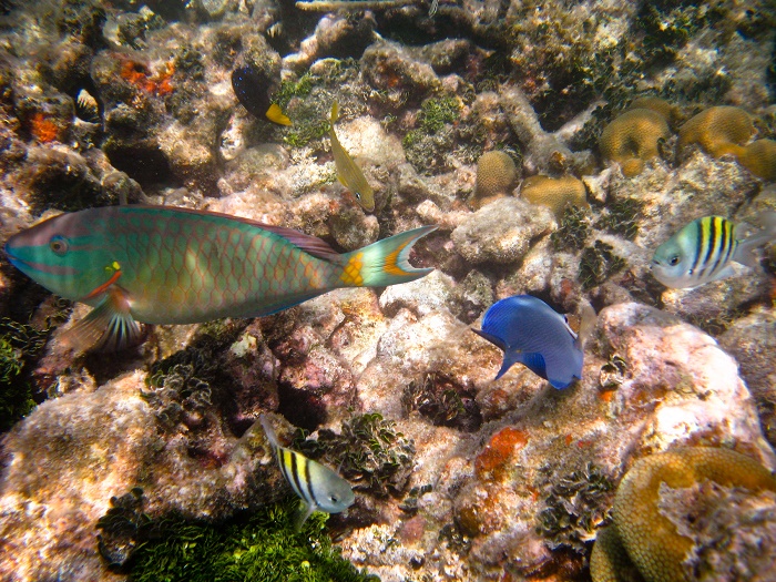 7 Dry Tortugas