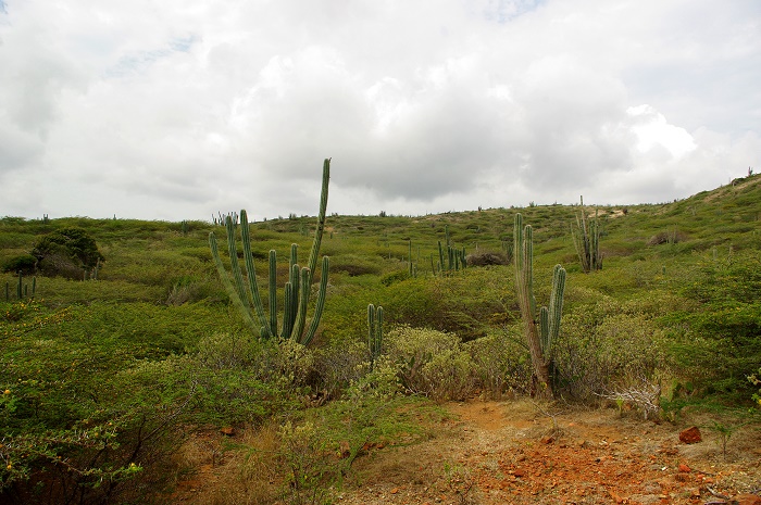 4 Arikok NP