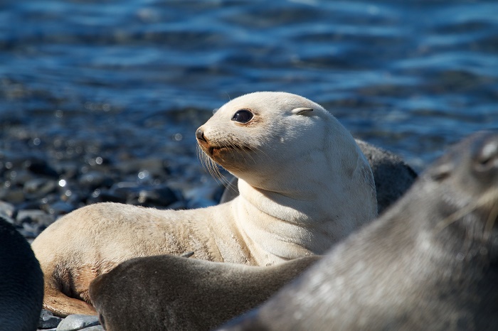 2 Kerguelen Islands