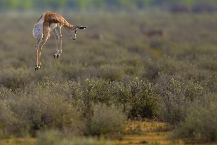 1 Etosha