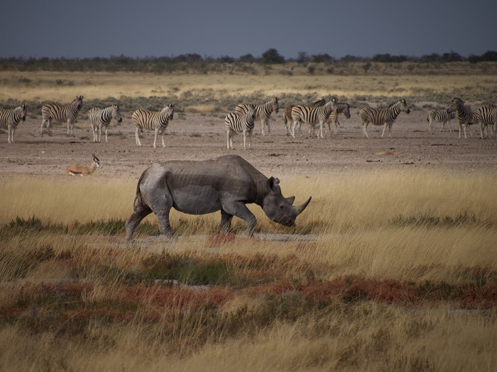 10 Etosha