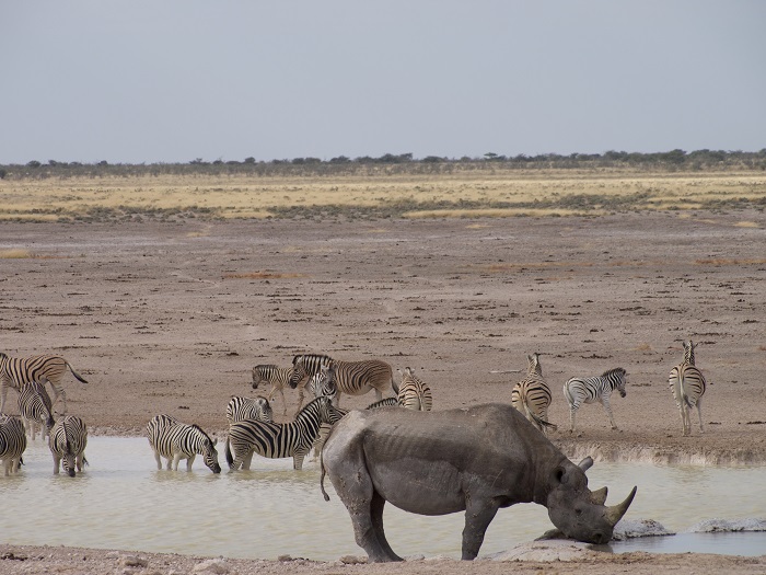 13 Etosha