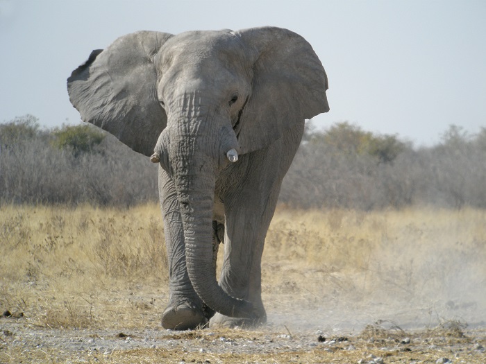 14 Etosha