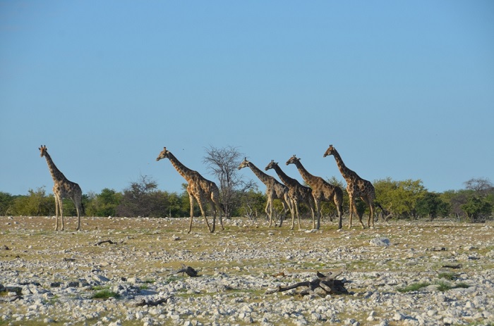 15 Etosha