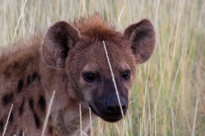 16 Etosha