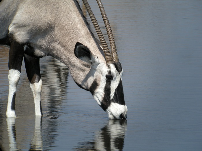 17 Etosha