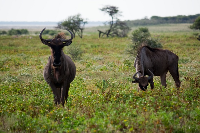 19 Etosha